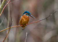 Kingfisher (f)