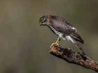 Sparrowhawk (f)