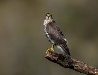 Sparrowhawk (f)