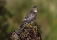 Sparrowhawk (f)