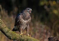 Buzzard