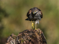 Sparrowhawk (f)