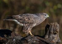 Buzzard