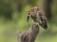 Tawny-Owl