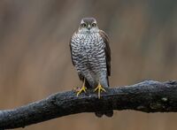 Sparrowhawk (f)