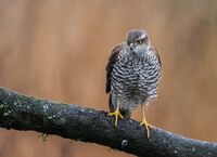 Sparrowhawk (f)