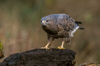 Buzzard
