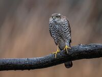 Sparrowhawk (f)