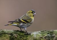 Siskin (m)