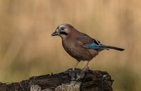 Jay