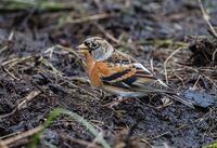 Brambling (m)