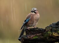 Jay