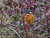 Kingfisher (f)