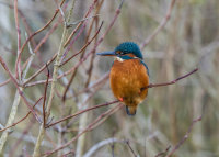Kingfisher (f)