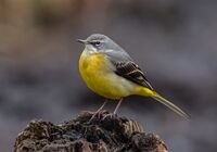 Grey-Wagtail