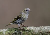Siskin (f)