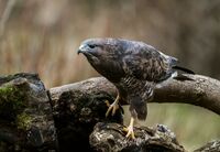 Buzzard
