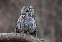 Tawny-Owl