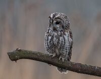 Tawny-Owl