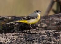 Grey-Wagtail