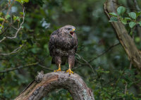 Buzzard