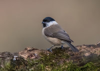Marsh-Tit