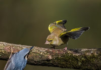 Greenfinch
