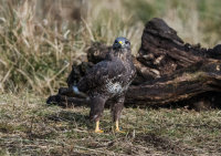 Buzzard