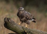 Buzzard