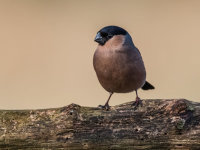 Bullfinch (f)