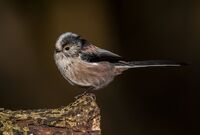 Long-tailed-Tit