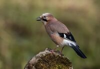 Jay