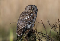 Tawny-Owl
