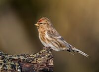 Lesser-Redpoll