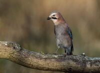 Jay