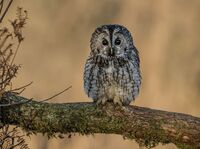 Tawny-Owl