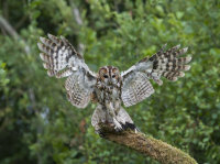 Tawny-Owl