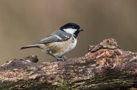 Coal-Tit