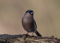 Bullfinch (f)