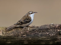 Treecreeper