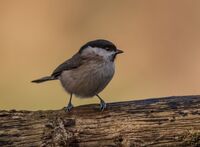 Marsh-Tit