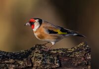 Goldfinch
