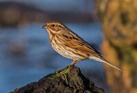Reed-Bunting (f)