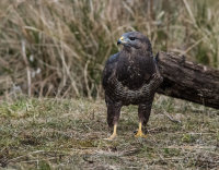 Buzzard