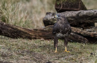 Buzzard
