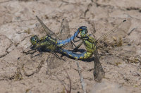 Black-tailed-Skimmers