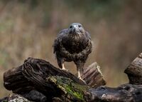 Buzzard