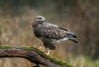 Buzzard