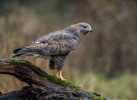 Buzzard