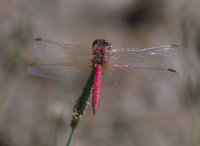 Red-veined-Darter-male